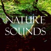 Nature Sounds, 2020