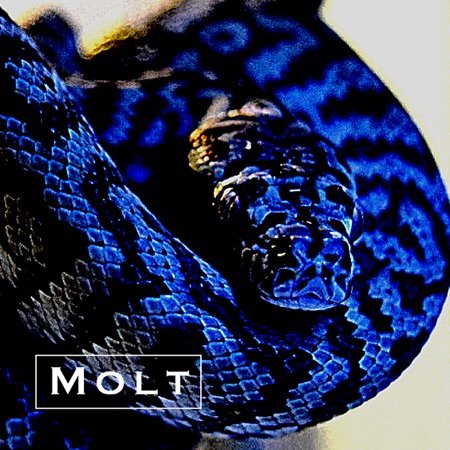 Molt