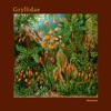 Gryllidae - Single