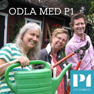 Odla med P1