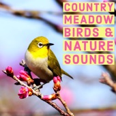 Country Meadow Birds and Nature Sounds - Ambient Wildlife For Study and Relaxation artwork
