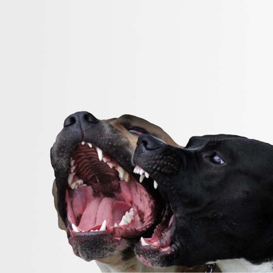 Cover artwork for All My Dawgs
