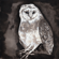 Owl Song - Cosmo Sheldrake
