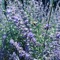 Lavender & Honey - Anna Celeste lyrics