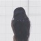 Why - Elwa lyrics