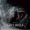Infraction - Grey Wolf