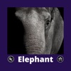 Elephant - Single