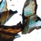 Kobalt - Konduku lyrics