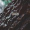 Bark - Marigold lyrics