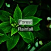 Forest Rainfall