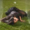 Jump the Fence - Gia Woods lyrics