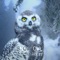 Snow Owl - Gointra Holt lyrics