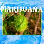 Marijuana by Together Pangea