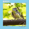 Bird Sounds to Help You Relax album lyrics, reviews, download