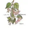 Begonias album lyrics, reviews, download