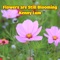Flowers Are Still Blooming - Kenny Lum lyrics