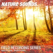 Nature Recordings - Beautiful woodland artwork
