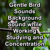 Música relajante, Rain Sounds & Calm Bird Sounds - Gentle Bird Sounds Background Sound while Working Studying and Concentration artwork