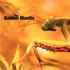 The Golden Mantis - EP