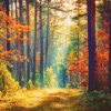 Autumn Album Music Mix, Vol. 1