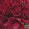 I Love You (feat. Rawan Chaya) - Hundo lyrics