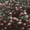 Dreams On Rust! (feat. Manny Dubbs & pattz!) - Dxvl lyrics
