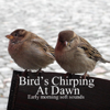 Nature Birds Singing - Auge Espiritual