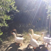 Xiexie - EP artwork