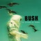 Prizefighter - Bush lyrics