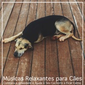 Músicas Relaxantes para Cães: Combata a Ansiedade e Ajude o Seu Cachorro a Ficar Calmo artwork