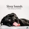 Sleep Sounds for Dogs & Puppies: Soothing Music to Help Your Puppy Go to Sleep at Night, Relaxation Bedtime Songs & Calm Sleep Lullabies for Dogs album lyrics, reviews, download