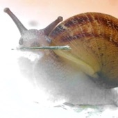 snail on speed - An Overdue Apology To Amelia Earhart