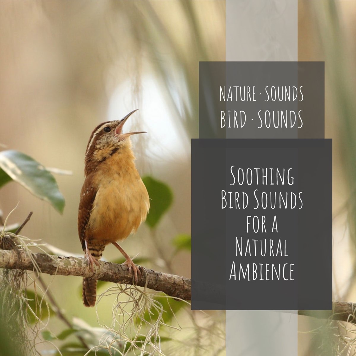 Слушать музыку птицы релакс. Bird Sound.