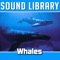 Whale Song - Sound Library lyrics