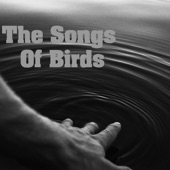 The Songs of Birds artwork