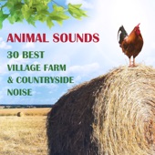 Sound Therapy Masters - Chicken: Noise
