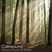 Calmsound - Ancient Woodland
