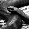 Snakes - SBRSHADOW lyrics