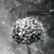 Pollen (Remastered)