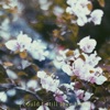 Could I Still Love Her? - Single