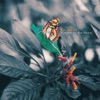 Ph-Wert - Grandfather's Garden