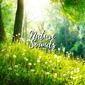 Nature Sounds For Sleeping - EP artwork