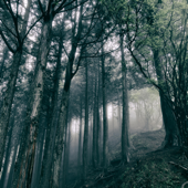 In The Dark Woods - 小瀬村晶