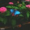Morpho - little big child lyrics
