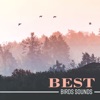 Best Birds Sounds: Birdsong, Nature Sounds, Calm Music, Exotic Ambience, Nice Time with Nature, Deep Sleep, Serenity, New Age