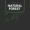 Stream & download Sounds of Natural Forest - EP