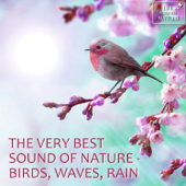 The Very Best Sound of Nature - Birds, Waves, Rain (with Forest, Creek, Wind, Thunder) [Sound for Relaxation, Meditation, Healing, Massage, Deep Sleep, Yoga] - Life Sounds Nature