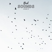 Bird Sounds For Studying artwork