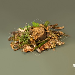 FOREST FLOOR cover art