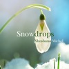 Snowdrops - Single